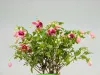 怎样养能使倒挂金钟多开花，花期是什么时候