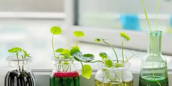水培植物养护方法 洗根步骤与日常管理