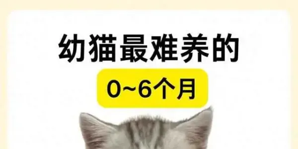 0-6个月幼猫养护攻略，新手铲屎官必看