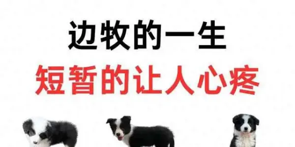 边牧一生太戳心！从机灵小绒球到暖心老宝贝，看完泪目