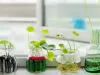 水培植物养护方法 洗根步骤与日常管理