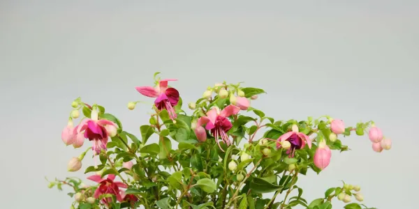 怎样养能使倒挂金钟多开花，花期是什么时候