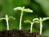 【自然科普 】 超全的植物科普，你不得不知道的植物常识