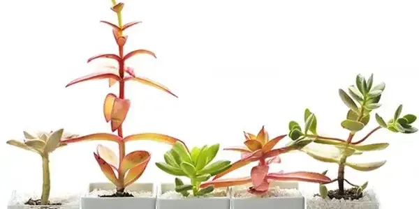 多肉植物怎么种植 土壤浇水光照三要点