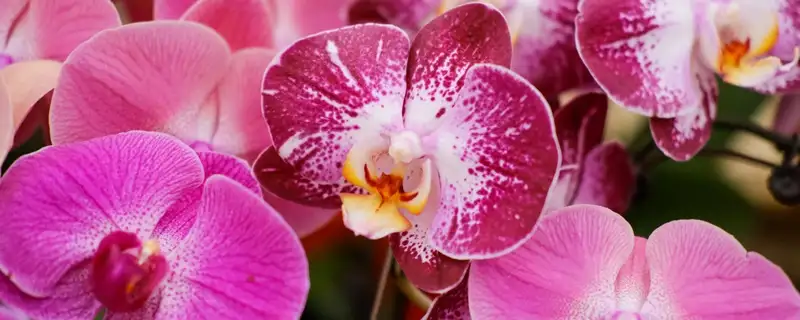 611109c4dfb0c.webp.webp