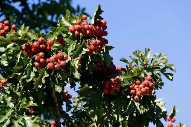 640.webp