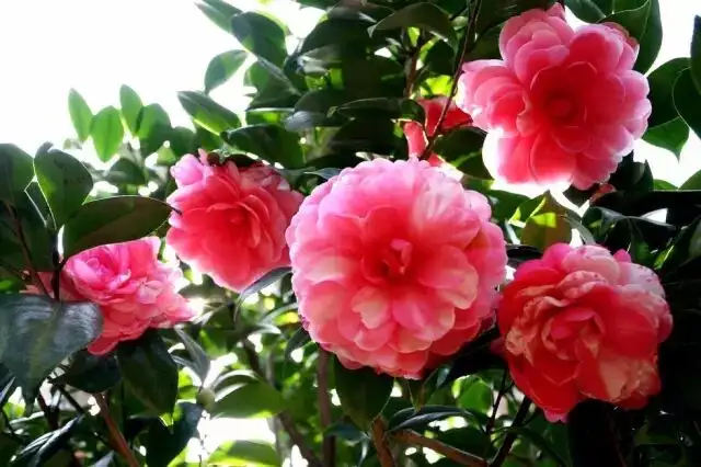 640.webp