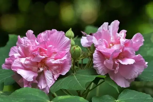 640.webp