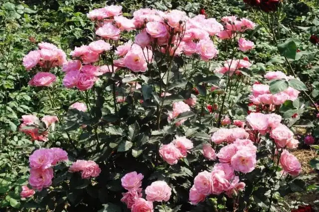 640.webp