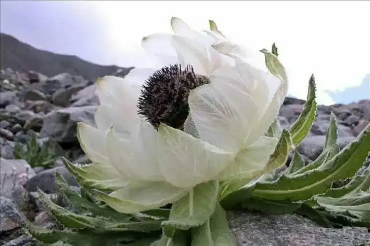 640.webp