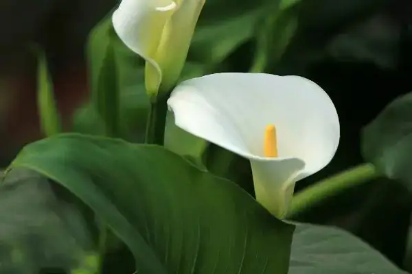 640.webp