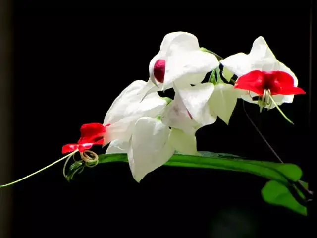 640.webp