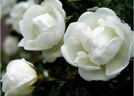 640.webp
