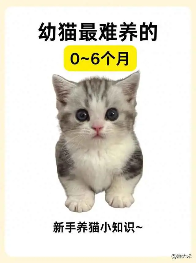 081535p778y75m75wifmwk.webp.thumb.webp.webp