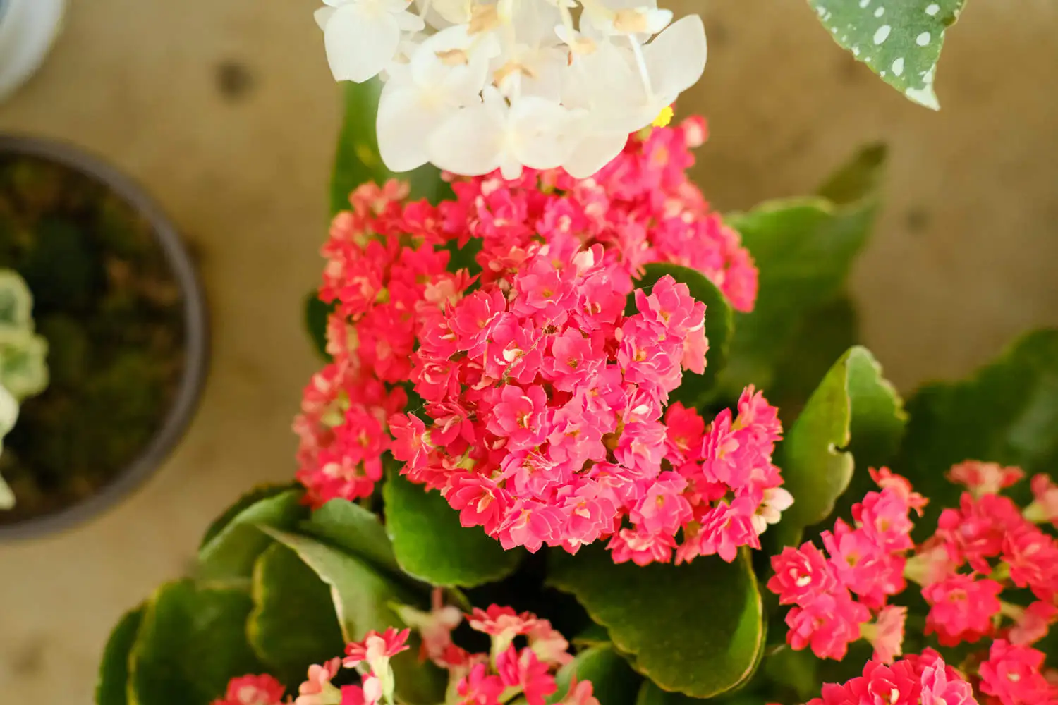 DSCF5799.webp.webp