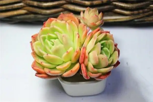 hhw02135914539.webp.webp